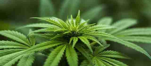 marijuana plant